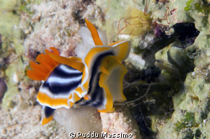 wakatobi,nikon d2x 60 mm macro by Puddu Massimo 